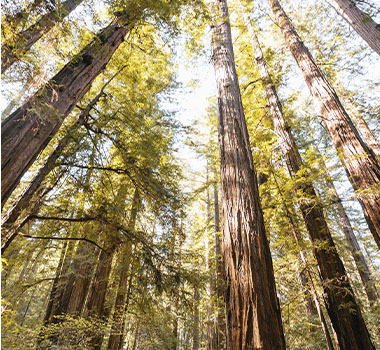 Towering Redwoods of Armstrong State Reserve